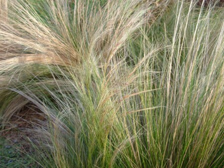 NC Drone Services - nasella tussock