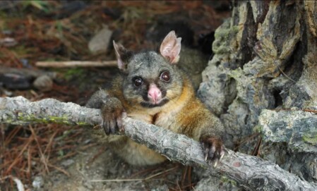 NC Drone Services - pest control -animal location